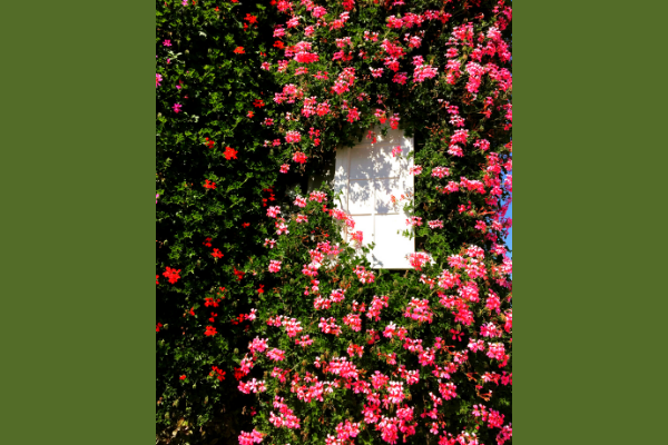 Windows at Dubai Miracle Garden